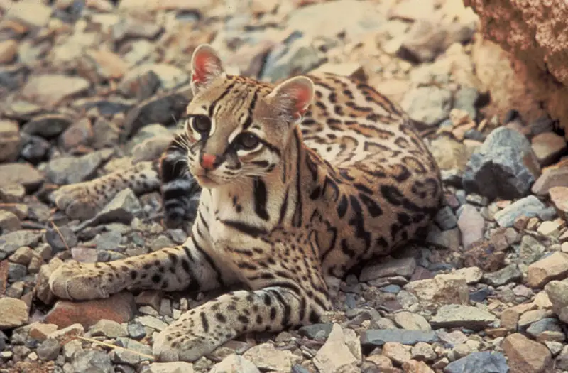 File:Ocelot.jpg