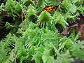 Thumbnail for version as of 15:33, 21 April 2008