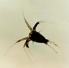 The nauplius larva of a dendrobranchiate.
