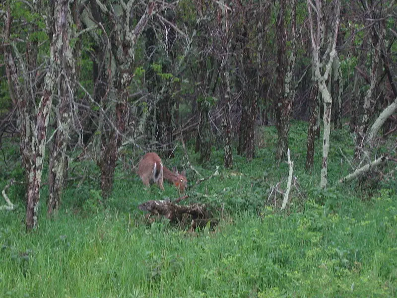 File:Wildlife at skyline drive.jpg