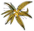 Thumbnail for version as of 00:54, 23 July 2007