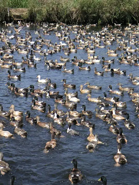 File:Keralabackducks (75).JPG