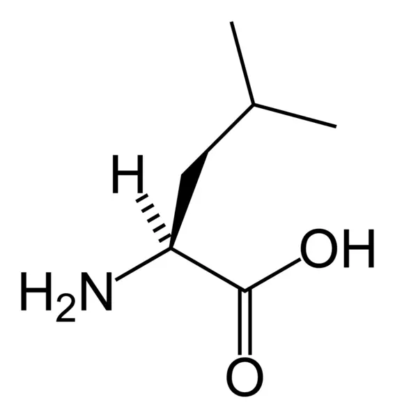 File:L-leucine-skeletal.png