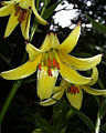 Thumbnail for version as of 02:50, 10 December 2007