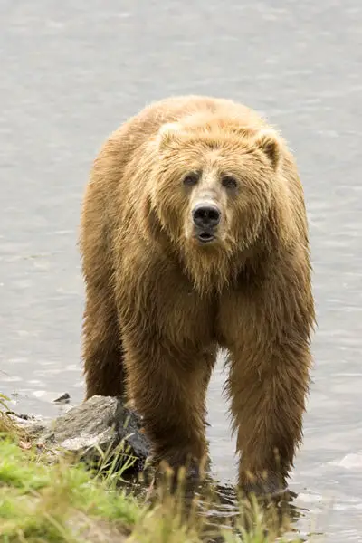 File:Brown Bear us fish.jpg