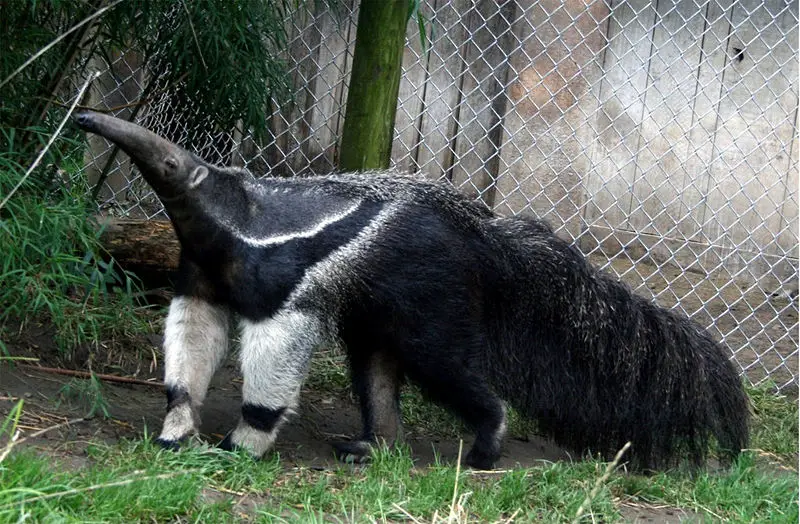 File:Giant Anteater.jpg