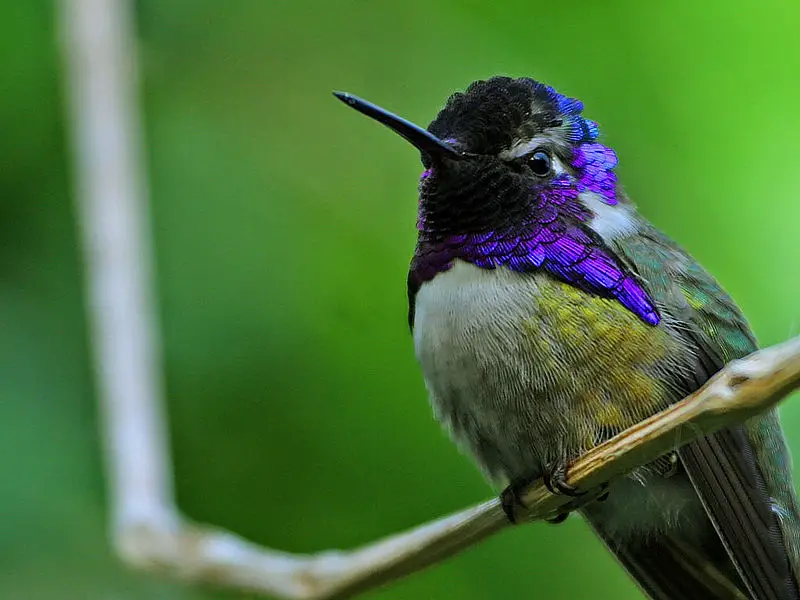 File:Hummingbird.jpg