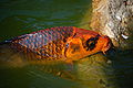 Thumbnail for version as of 22:48, 25 October 2008