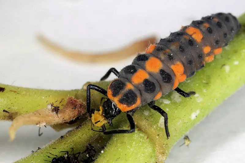 File:Sa lady-beetle-larva.jpg