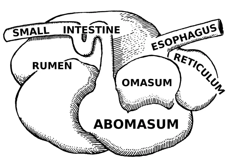 File:Abomasum (PSF).png