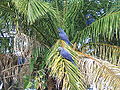 Thumbnail for version as of 19:15, 6 November 2008
