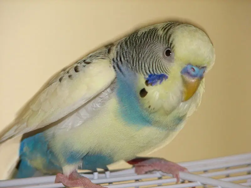 File:BlueandWhiteParakeet.jpg