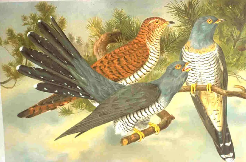 File:Cuculus canorus.jpg
