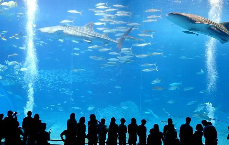 File:Okinawa Churaumi Aquarium.jpg