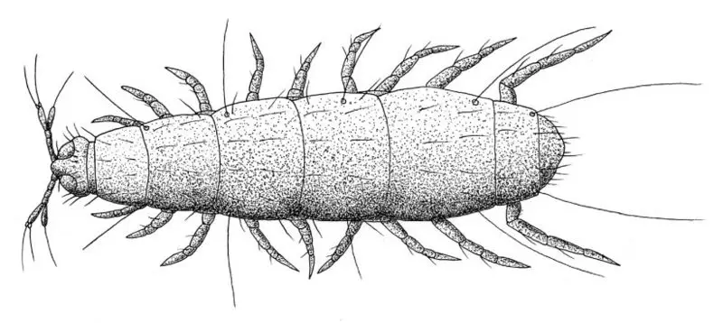 File:Pauropus huxleyi.jpg