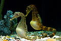 Thumbnail for version as of 01:09, 22 December 2008