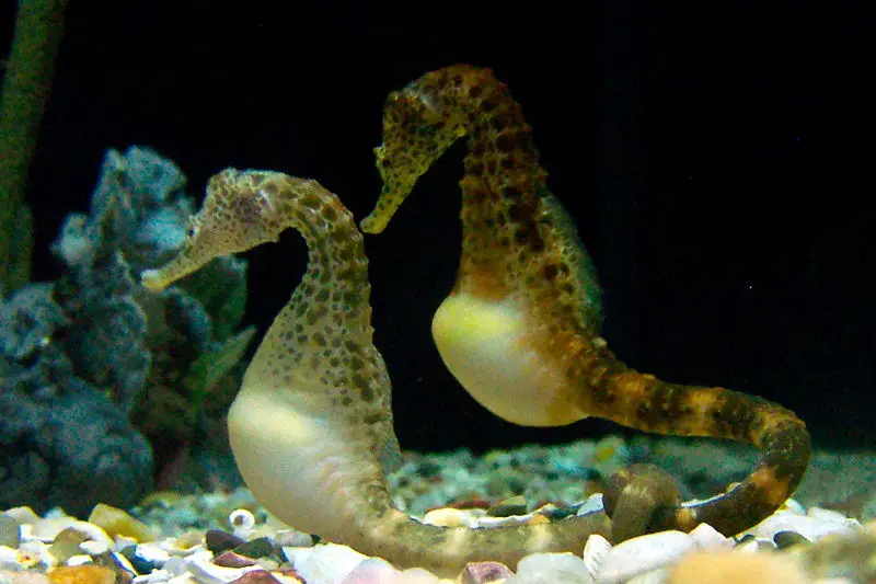 File:PotbellySeahorse TNAquarium.jpg