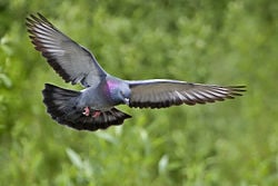 Feral Pigeon (Columba livia domestica) in flight