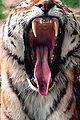 Thumbnail for version as of 17:00, 20 July 2007