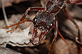 Thumbnail for version as of 23:56, 13 December 2007