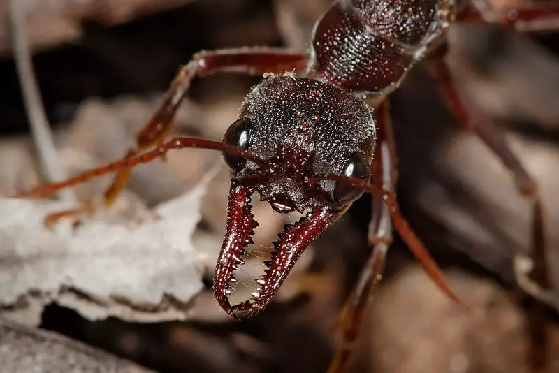 File:Bullant head detail.jpg