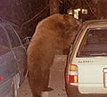 Thumbnail for version as of 23:27, 3 February 2007