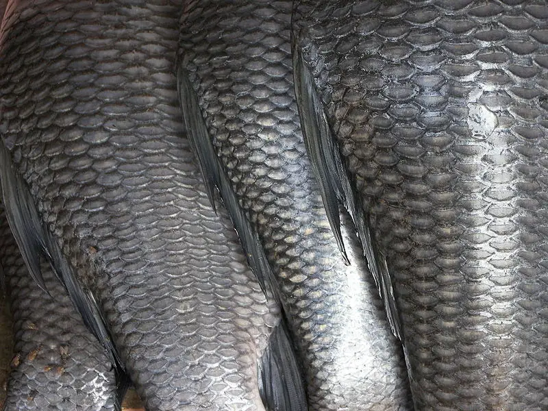 File:Fish scales.jpg