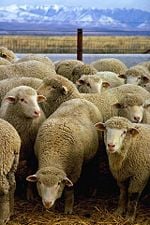 Flock of domestic sheep