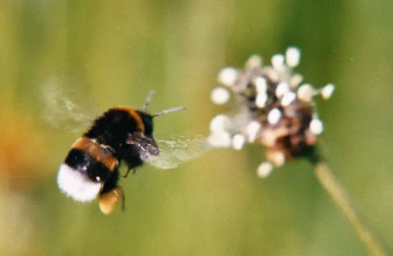 File:Hummel und spitzwegerich.jpg