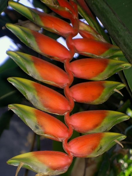File:Kalimpong heliconia.jpg