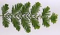 Thumbnail for version as of 22:32, 10 May 2006