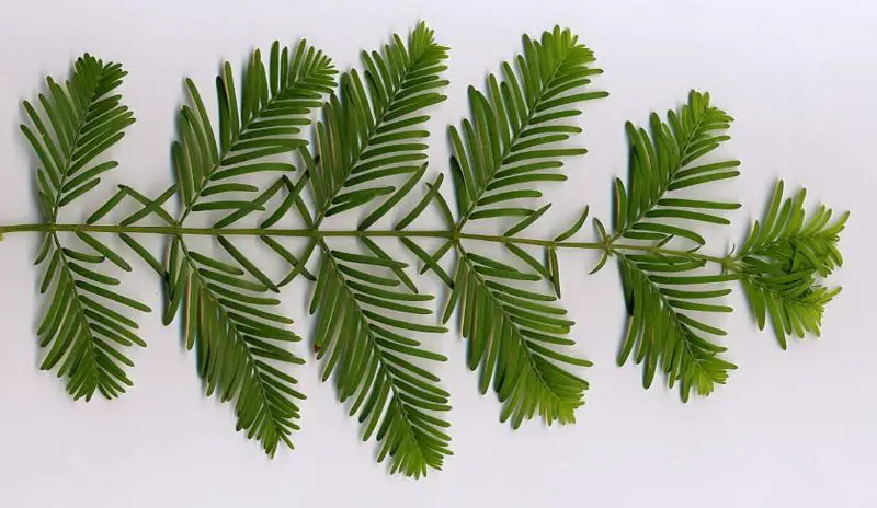 File:MetaseqLeaves.jpg