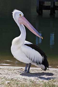 Australian Pelican (Pelecanus conspicillatus).