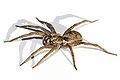 Thumbnail for version as of 23:23, 11 January 2007