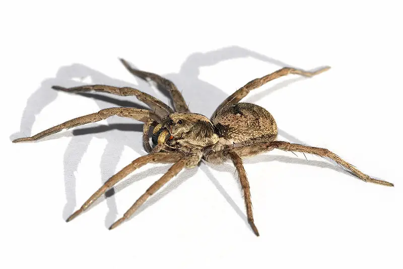 File:Wolf spider white bg.jpg