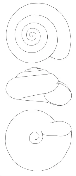 File:Zonitoides nitidus drawing.svg