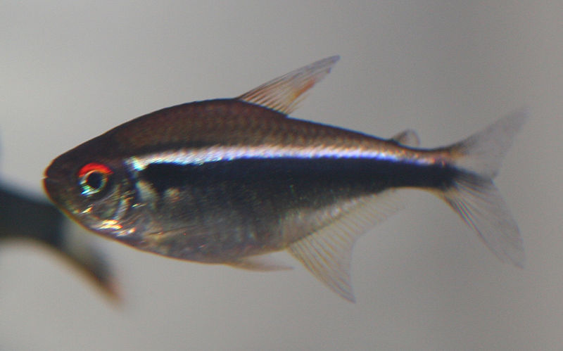 File:Black neon tetra.jpg