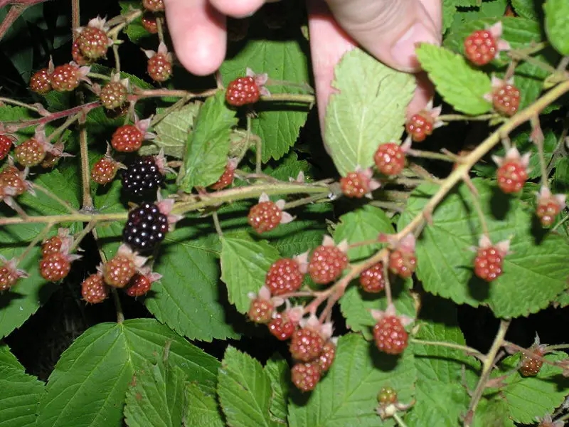 File:Blackberries And Leaf Underside.JPG