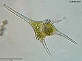 Thumbnail for version as of 21:34, 30 May 2006