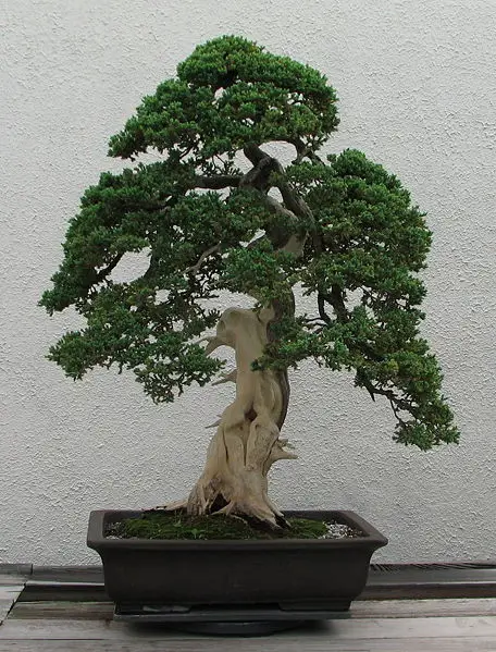 File:Dwarf Japanese Juniper, 1975-2007.jpg