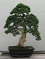 Thumbnail for version as of 19:39, 14 June 2008