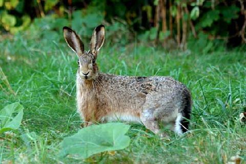 Hare New World Encyclopedia