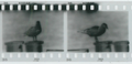 Thumbnail for version as of 15:08, 12 May 2008