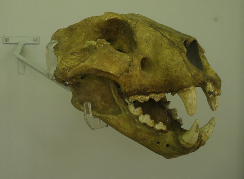 File:Pantheria leo spelaea.JPG