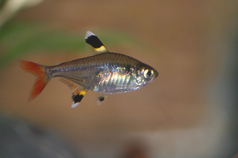 File:Pristella tetra1.jpg