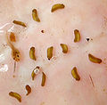 Thumbnail for version as of 23:41, 4 April 2007