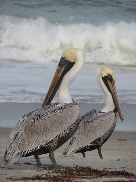 File:2006-12-03-pelican-melbourne-fl-usa.jpg