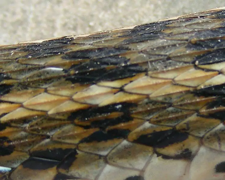 File:AB Keeled Scales.jpg