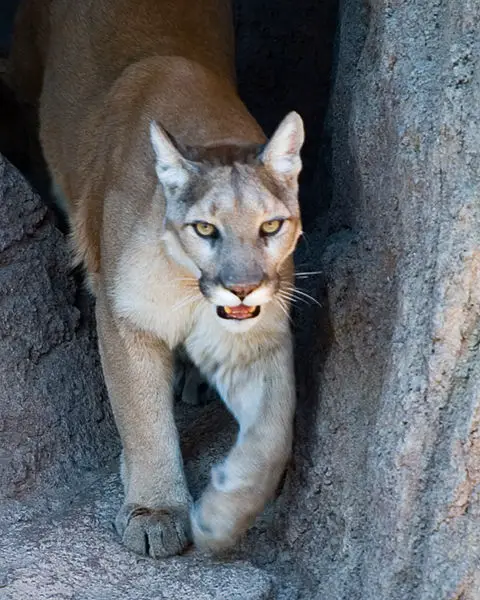 File:CMM MountainLion.jpg