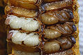 Thumbnail for version as of 13:29, 14 June 2007